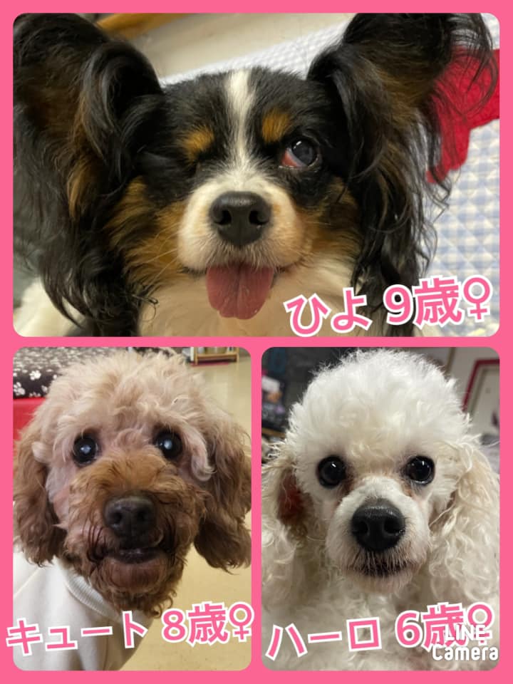 🐾今日の里親様募集中ワンコ🐶メンバーです🐾2021,3,1